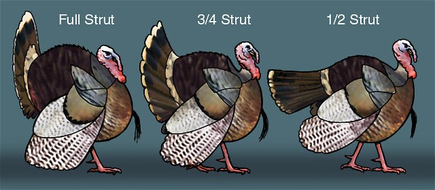 The wild turkey's Full 3/4 and 1/4 strut