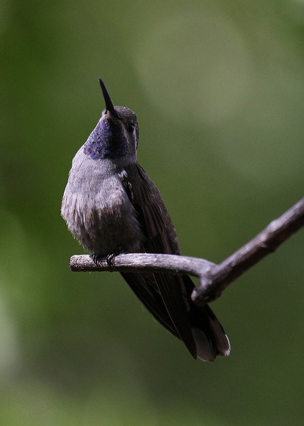 male blue-throated hummingbird