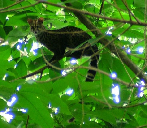 Genetta servalina in Cameroon