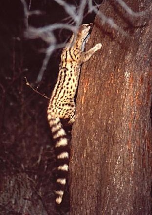 Angolan Genet (Genetta angolensis), also known as Miombo Genet for association with miombo ecosystem