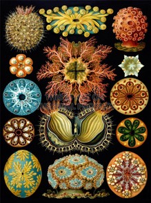 Plankton - Vintage poster
