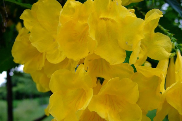 Tecoma stans: Yellow bell (N̂g-cheng-hoe; 黃鐘花) in Taiwan