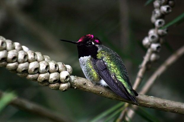 iridescent green and scarlet coloring of Anna's Hummingbird