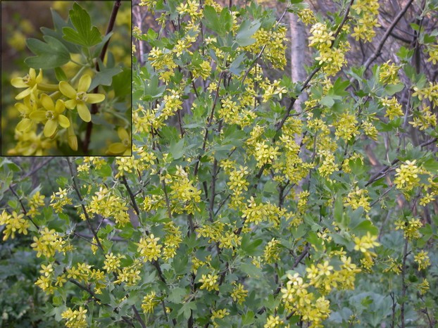 Ribes aureum: in landscape and closeup of flowers and foliage (insert)