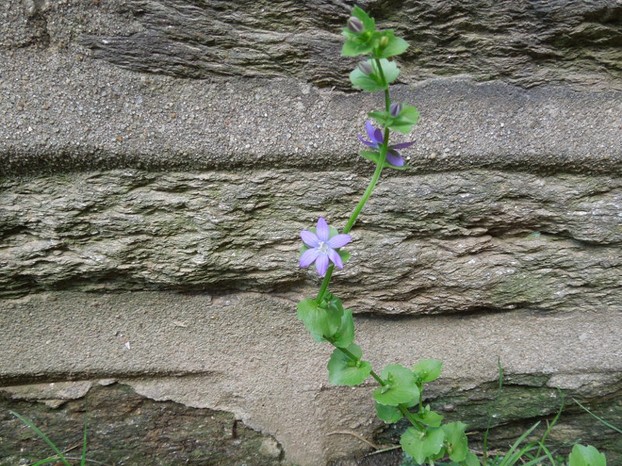 Triodanis perfoliata in Bloom