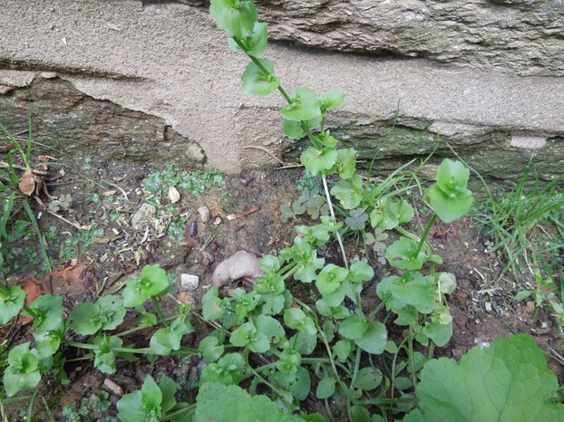 Growth habit of Triodanis perfoliata
