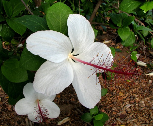 Hawaii's two native white hibiscuses, Hibiscus arnottianus and H. waimeae, have fragrant flowers.
