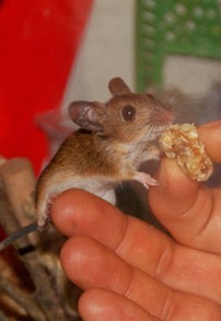 Pet Mouse Eating