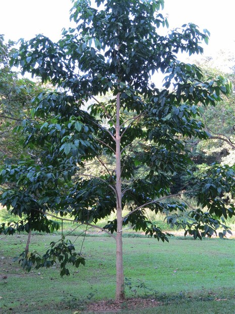 Melicope elleryana, Evodia / Euodia Tree, 2 years old