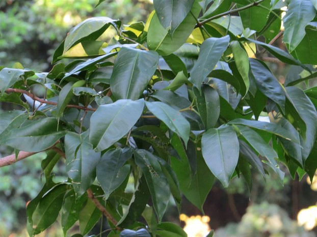 Melicope elleryana, Evodia Tree - Leaves