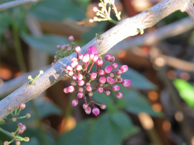 Flowers of the Little Euodia