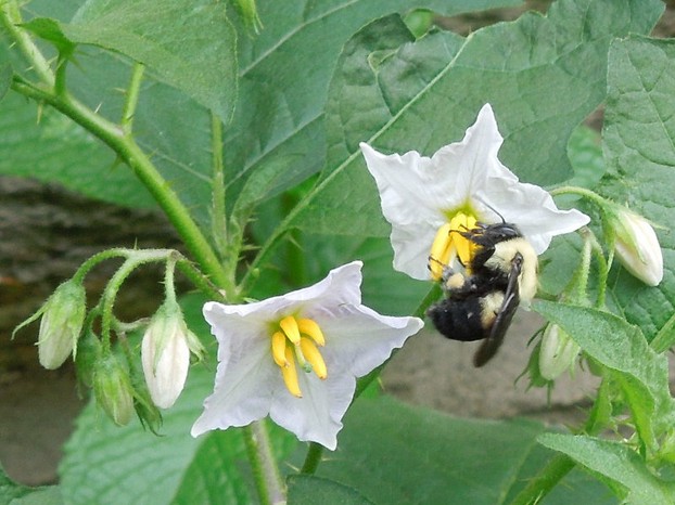 Bumblebee on a Horsenettle Flower