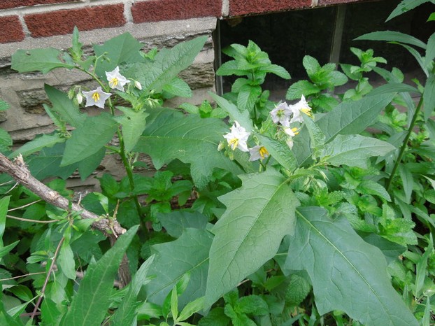 Two Carolina horsenettles growing in a flower bed