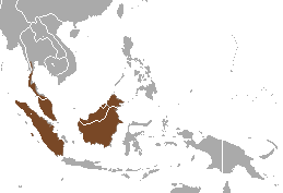 Banded Palm Civet (Hemigalus derbyanus) range