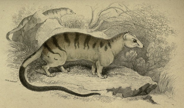 Lieut.-Col. Charles Hamilton Smith, Introduction to Mammalia (1858), plate 9, opp. p. 174