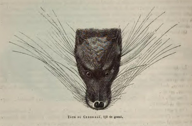 Paul Gervais, Histoire naturelle des mammifères II (1855), p. 30