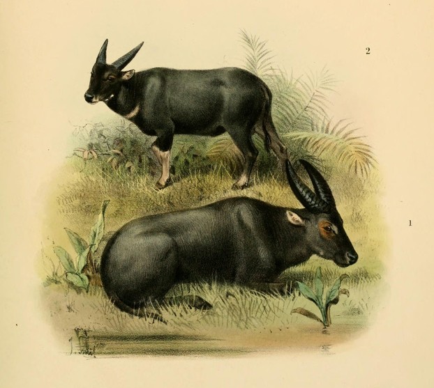 R. Lydekker, Wild Oxen, Sheep & Goats of All Lands, Living and Extinct (1898), Plate X, opp. p. 128
