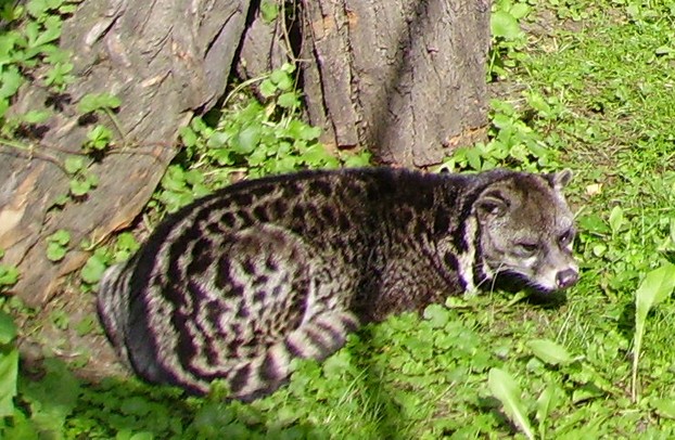 Malayan Civet Cat
