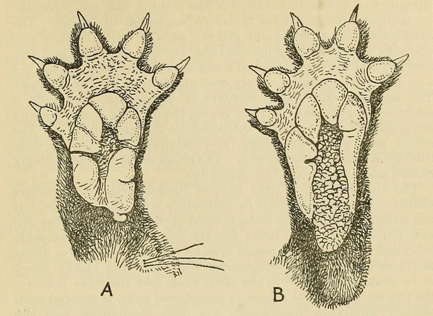 R.I. Pocock, "On the Feet and Glands and other External Characters of the Paradoxurine Genera" (1915), Figure 3, p. 391