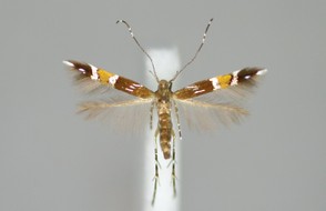 Cosmopterix pulchrimella Moth