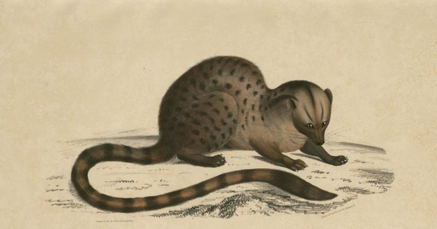John Edward Gray, Illustrations of Indian Zoology, Vol. II (1833-1834), Plate 10
