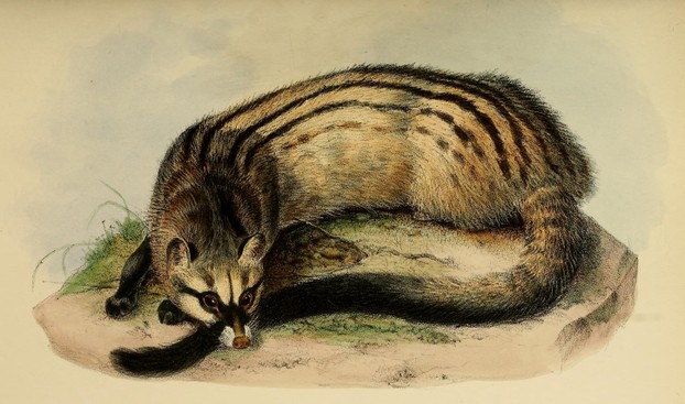 Proceedings of the Zoological Society of London: Illustrations 1848-1860, Vol. I-Mammalia, Plate XLVIII