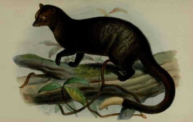 W.T. Blanford, "A Monograph of the Genus Paradoxurus, F. Cuvier" (1885), Plate XLIV