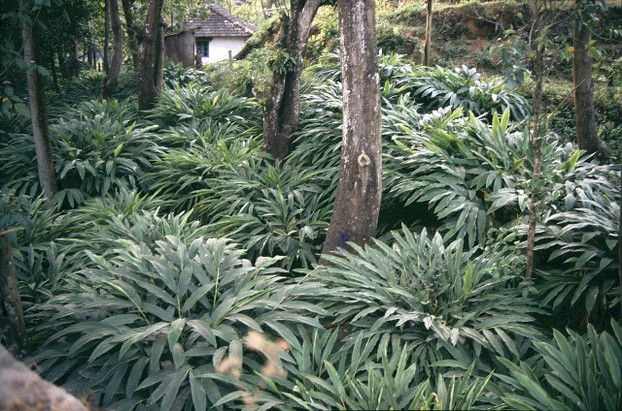 cardamom plants on terraces, Cardamom Hills, India