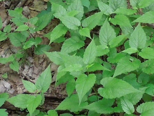 White Wood Aster in Groundcover-like Habit, Erie County, PA