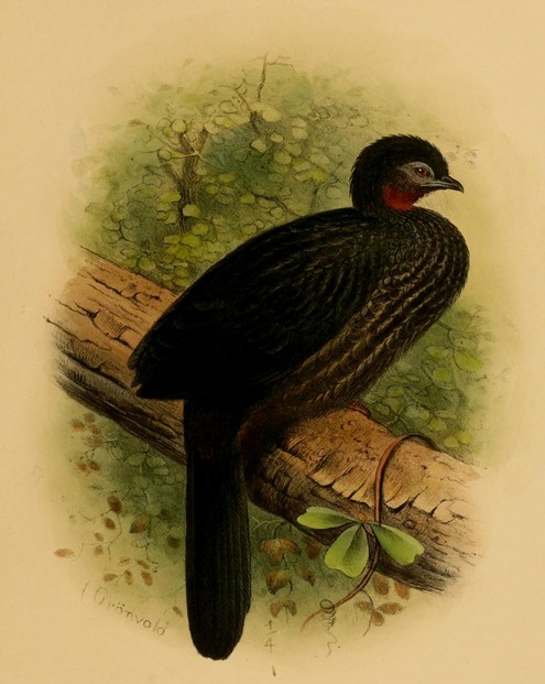 H. Grönvold, The Birds of South America, Vol. II: Plates (1917), Plate 6