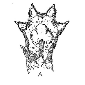 A = left paw; Figure 87, p. 355