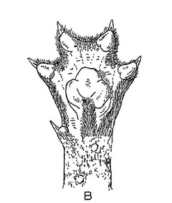 B = left hind paw; Figure 87, p. 355