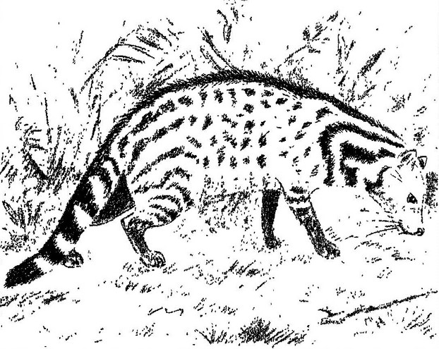R.I. Pocock, The Fauna of British India, Vol. I  Mammalia (1939), Plate XXVII, between pp. 360 - 361