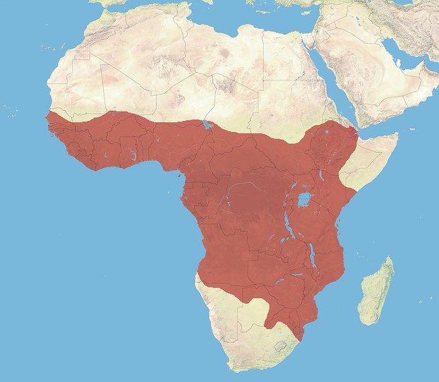 Distribution of the African Civet according to the IUCN