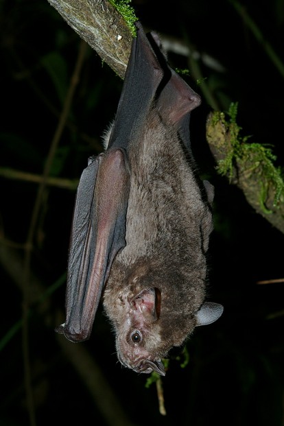 Jamaican fruit bat (Artibeus jamaicensis) in favored posture, hanging upside down from a tree