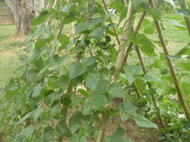 Pole beans growing on bamboo  trellis