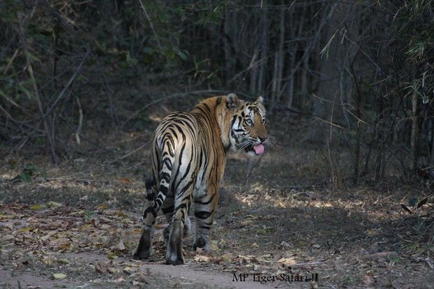 Male Tiger Photo