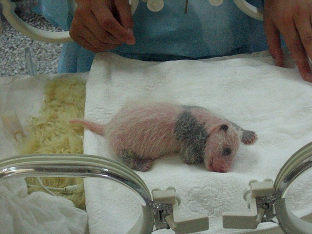 neonatal Giant Panda; about one week old; Chengdu's Giant Panda Breeding Research Base