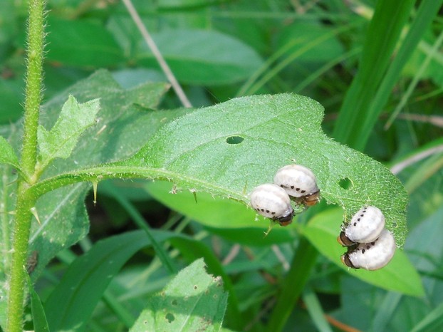 Larvae of False Potato Beetle on Carolina Horsenettle