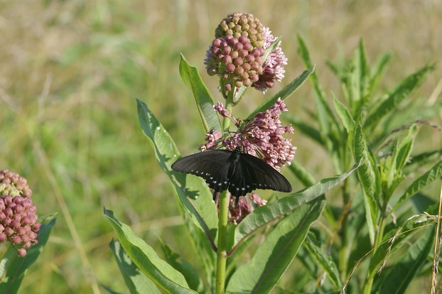 Butterflies Love Milkweed