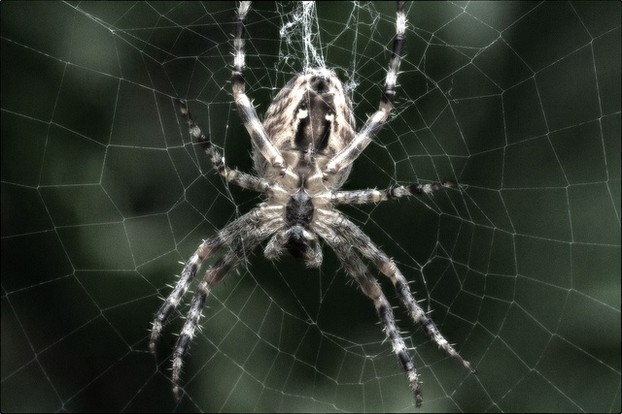 Hairy Spider Happy in His Web