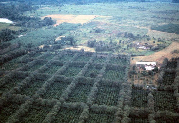coffee plantation in area of Buôn Ma Thuột, capital city and coffee center of Đắk Lắk Province, Central Highlands, Vietnam