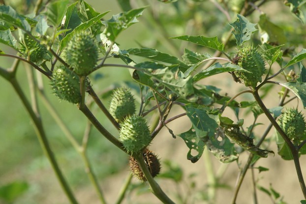 Jimsonweed with green seed pods