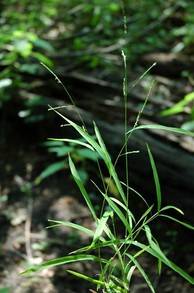 Leersia virginica (white grass)
