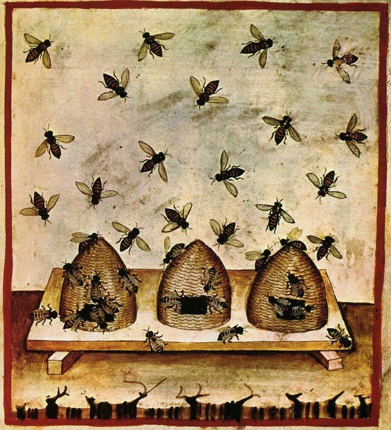 Theatrum Sanitatis, Plate 181; Biblioteca Casanatense MS. 4182, ca. 1390-1400; one of 13 extant copies of Tacuinum Sanitatis