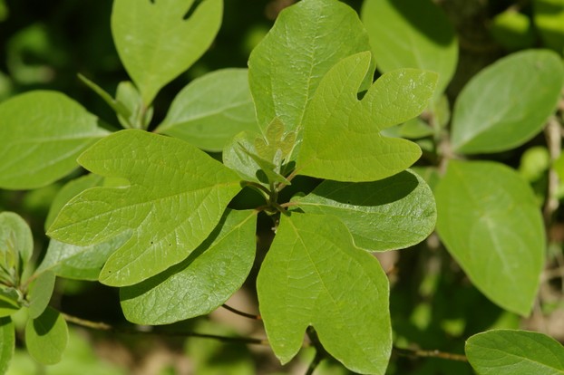 Three Leaf Shapes on Sassafras Sapling