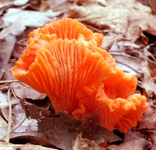 False gills bluntly ridge stems downward from wavy caps.