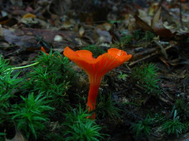 Mushroom Observer image 18089