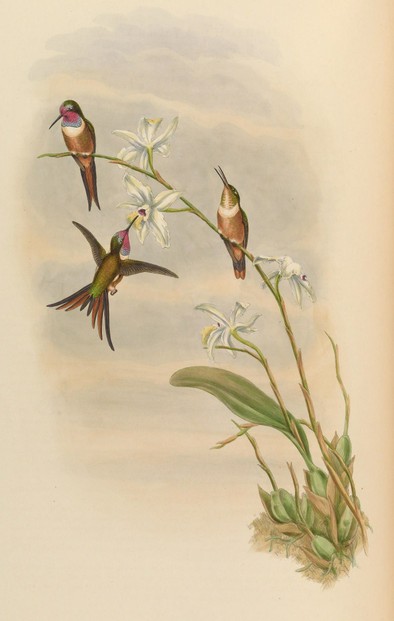 John Gould, A monograph of the Trochilidae, or family of humming-birds, Supplement (1887), Plate 34