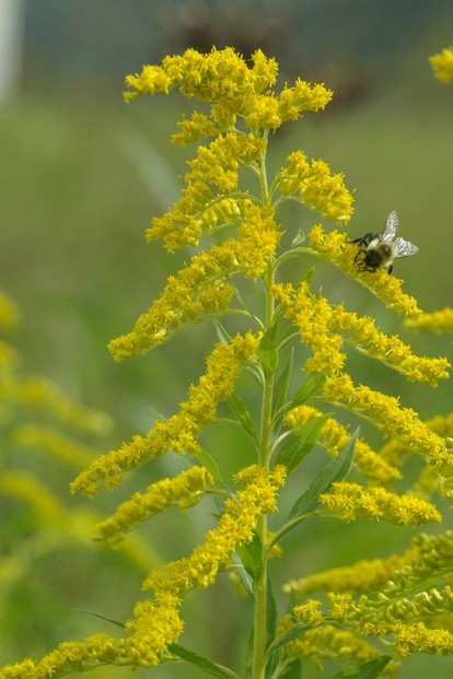 Goldenrod with bee